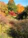 autumncolor6_small.jpg